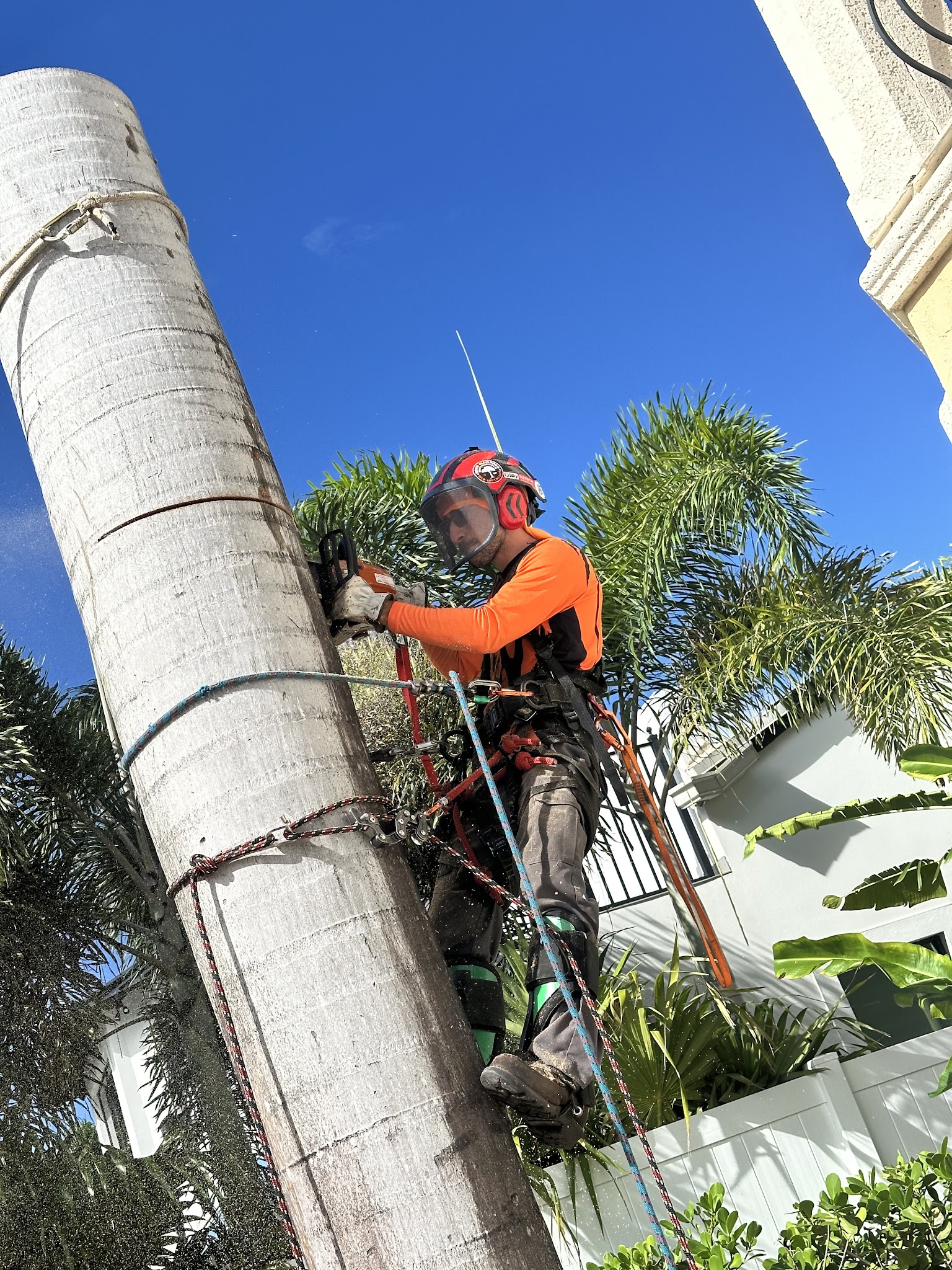 Fadi mid-work on a palm trunk, climbing harness clipped in, white residential home visible behind — careful work next to property